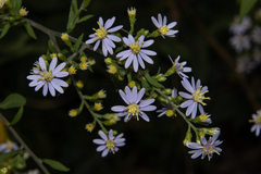 Symphyotrichum drummondii