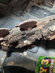 Auricularia fuscosuccinea