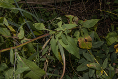 Symphyotrichum drummondii