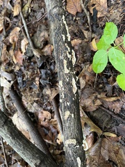 Stereum gausapatum