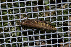 Acridoidea