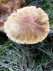 Gyroporus castaneus