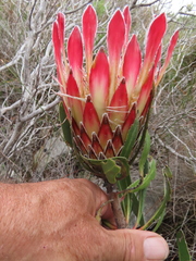 Protea obtusifolia