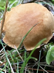 Gyroporus castaneus