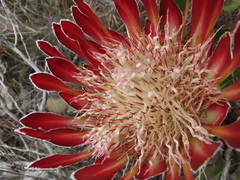 Protea obtusifolia