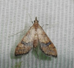 Choristostigma elegantalis