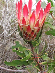 Protea obtusifolia