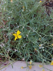 Psilostrophe cooperi