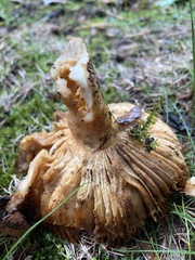 Gyroporus castaneus