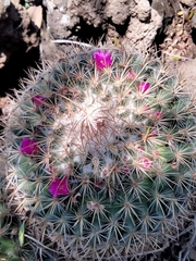 Mammillaria