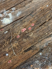 Phrurolithidae