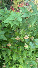 Physocarpus opulifolius