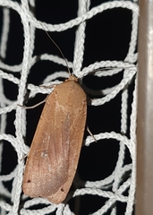 Noctua pronuba