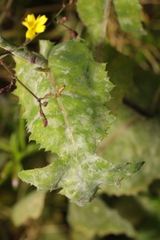 Golovinomyces sonchicola