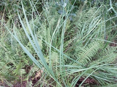 Thelypteris palustris