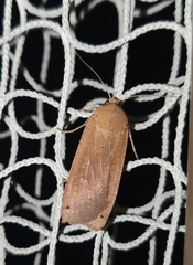 Noctua pronuba