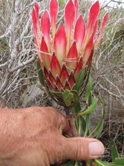 Protea obtusifolia