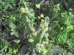 Opuntia lasiacantha