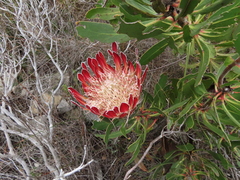 Protea obtusifolia