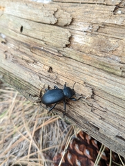 Coelocnemis dilaticollis