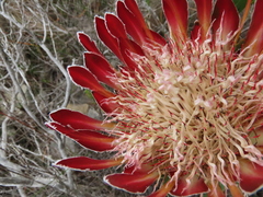 Protea obtusifolia
