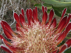 Protea obtusifolia