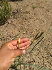Iridaceae