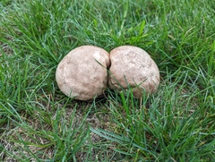 Calvatia