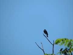 Hymenops perspicillatus