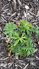 Geranium carolinianum
