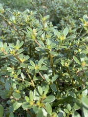 Portulaca oleracea