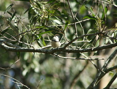 Stizoptera bichenovii