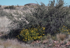 Osteospermum microcarpum