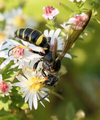 Cerceris atramontensis