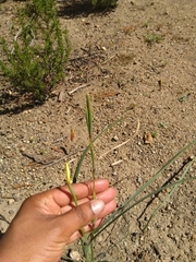 Iridaceae