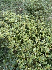 Portulaca oleracea