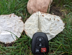 Calvatia