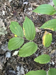 Prosartes lanuginosa