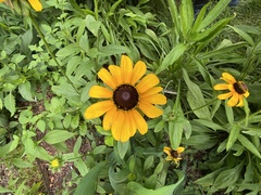 Rudbeckia