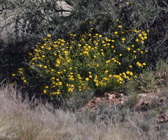 Osteospermum microcarpum