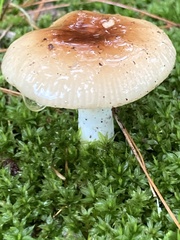 Russula decolorans