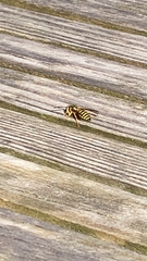 Vespula squamosa
