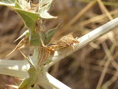 Ancyrosoma leucogrammes