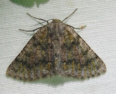 Nemeris sternitzkyi
