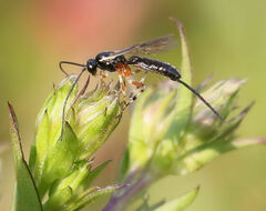 Itoplectis conquisitor