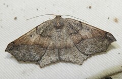 Prochoerodes forficaria