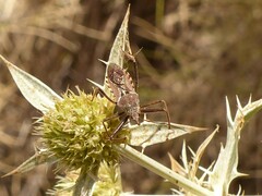 Rhynocoris erythropus