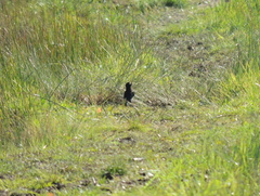 Hymenops perspicillatus