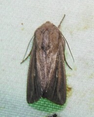 Leucania imperfecta