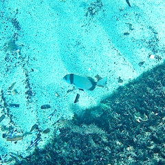 Diplodus vulgaris